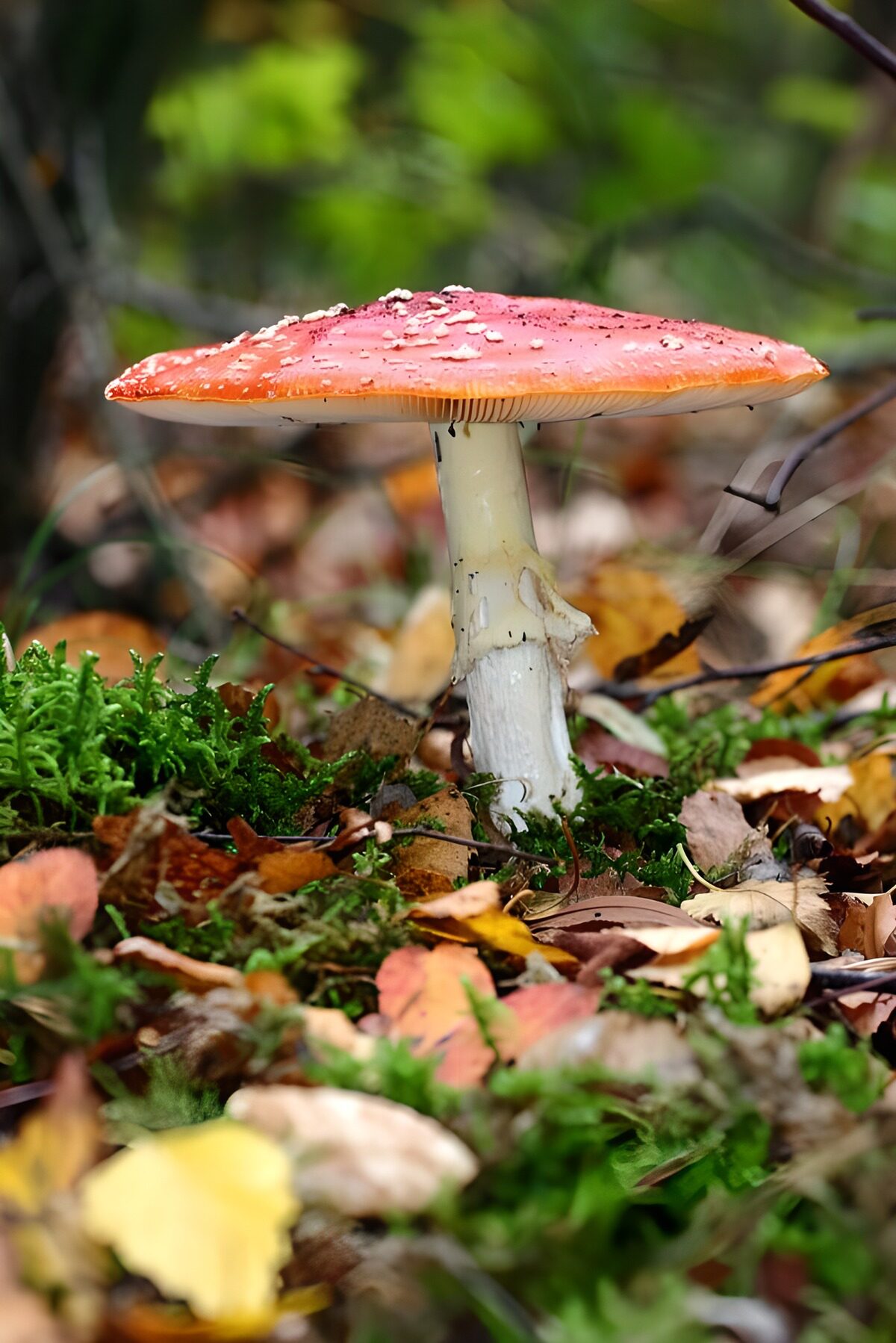 CW7303102: Paddenstoel in het herfstbos