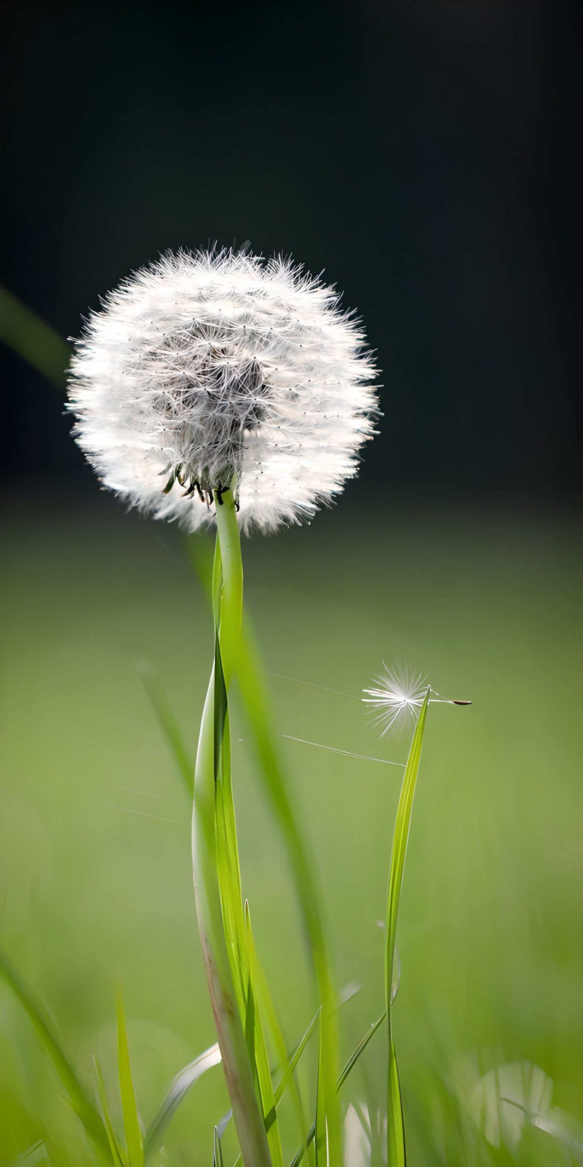 CW8457385: Glanzende paardenbloem in de natuur
