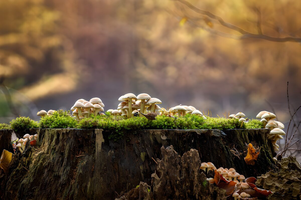 Paddenstoelen op een boomstronk