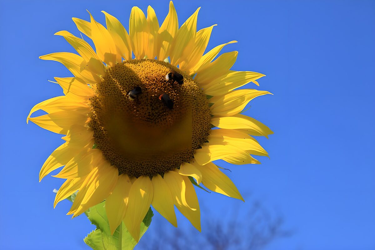 Zonnige Zonnebloem met Bijen
