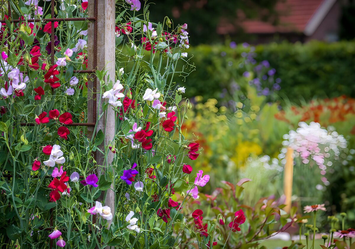 Gekleurde lathyrus langs tuinrek