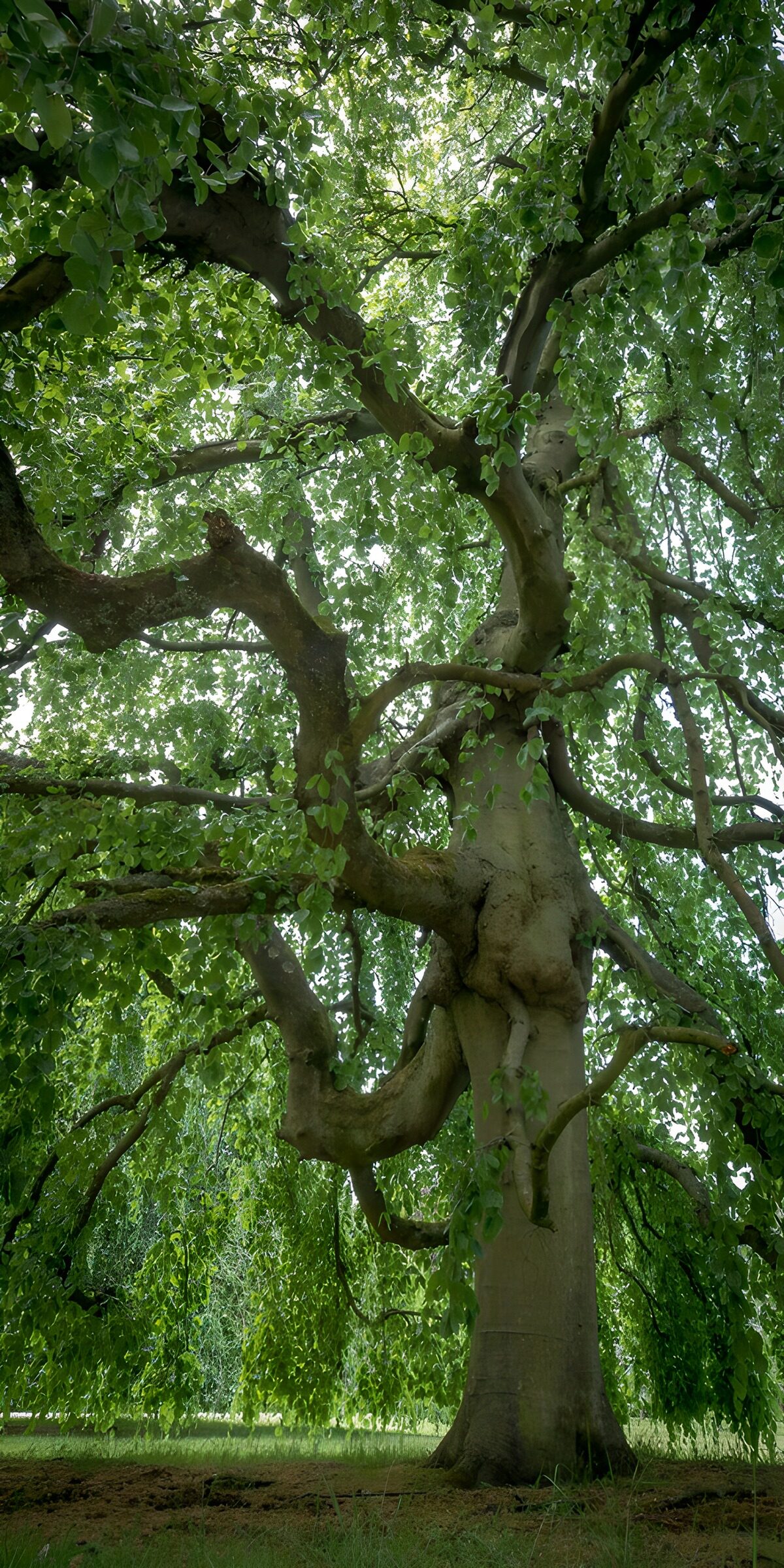 CW2450804: Majestueuze boom met groene bladeren