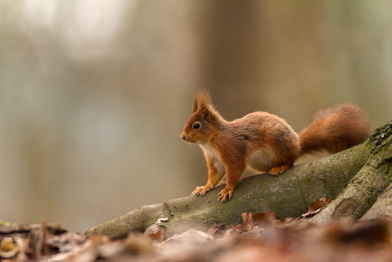CW8739588: Roodborstje op een tak in het bos