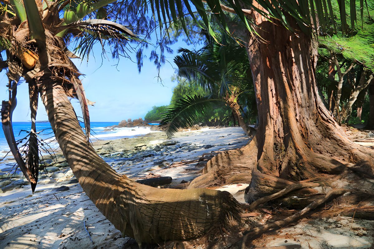 CW5524403: Tropisch Strand met Palmbomen