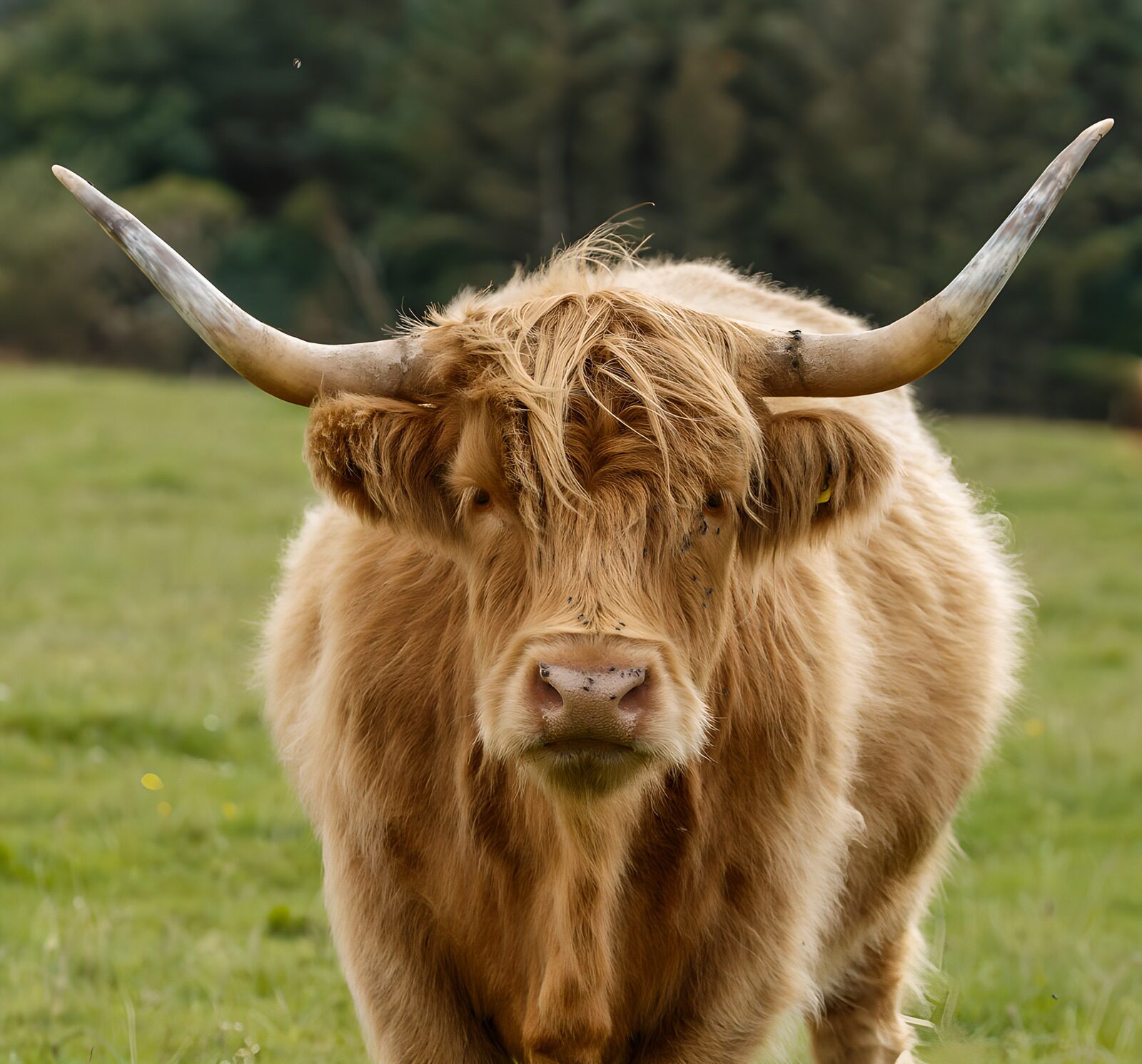 CW3300528: Schattige Hooglander in het Groene Gras