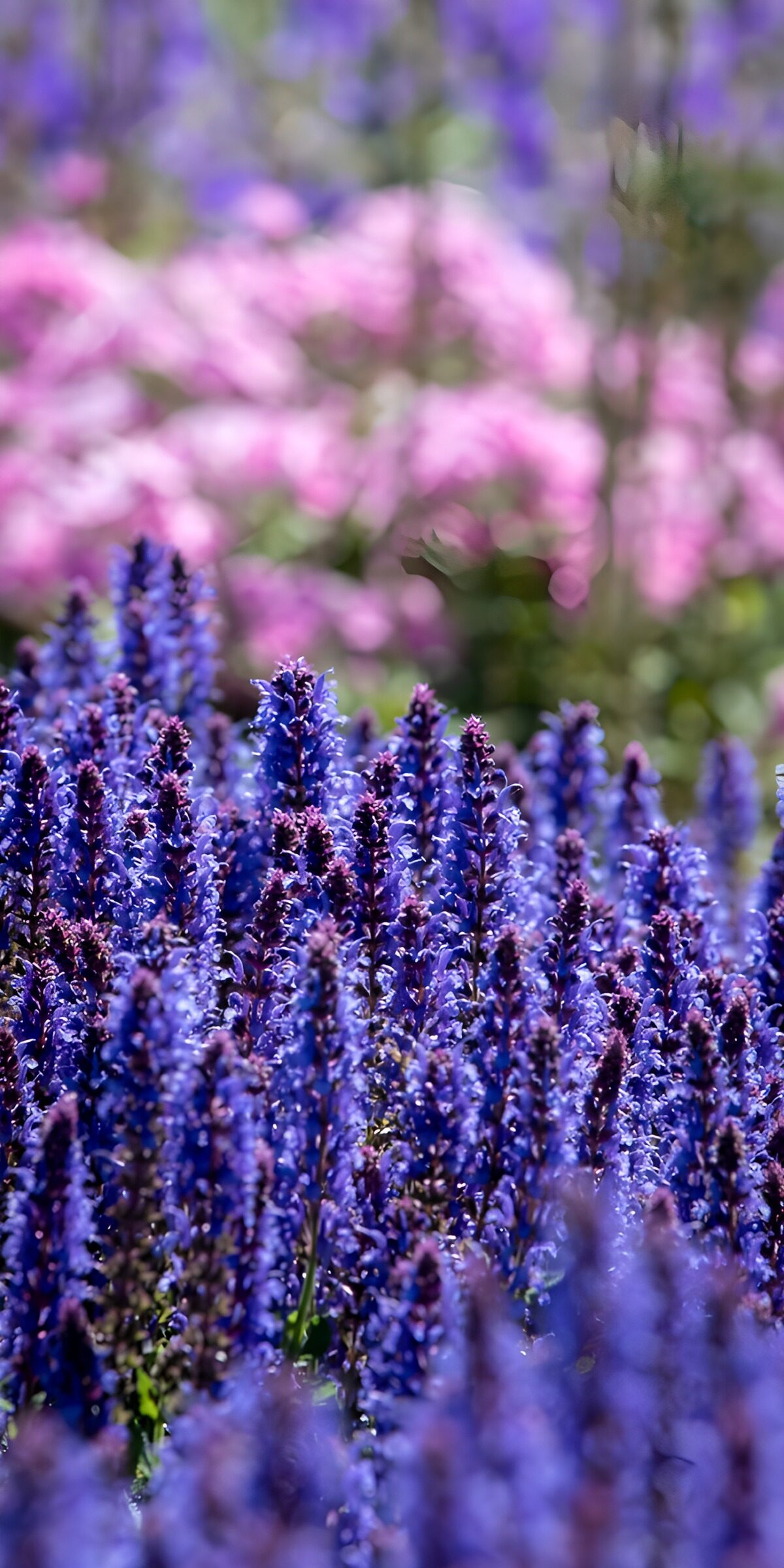 Prachtige paarse bloemenweide