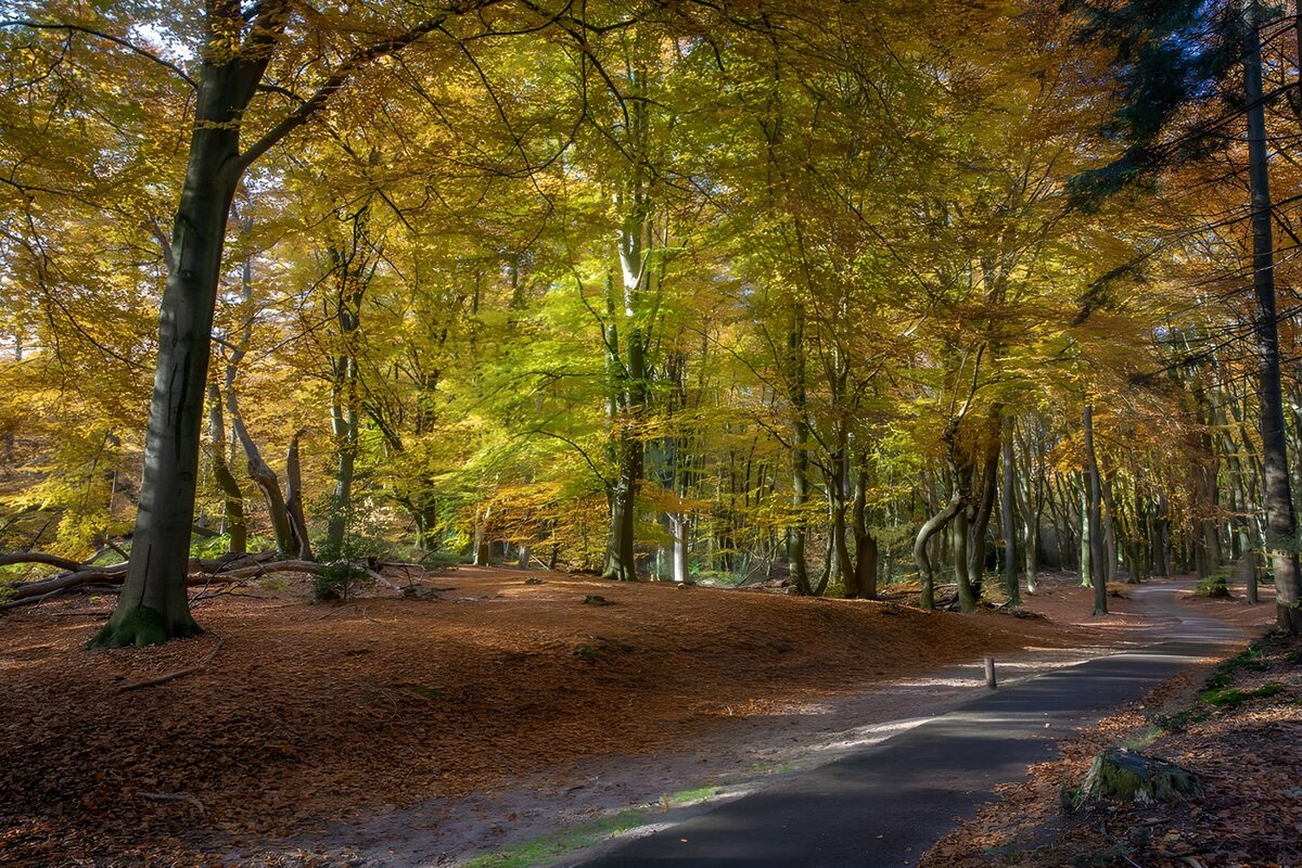 Herfstwandeling in het bos
