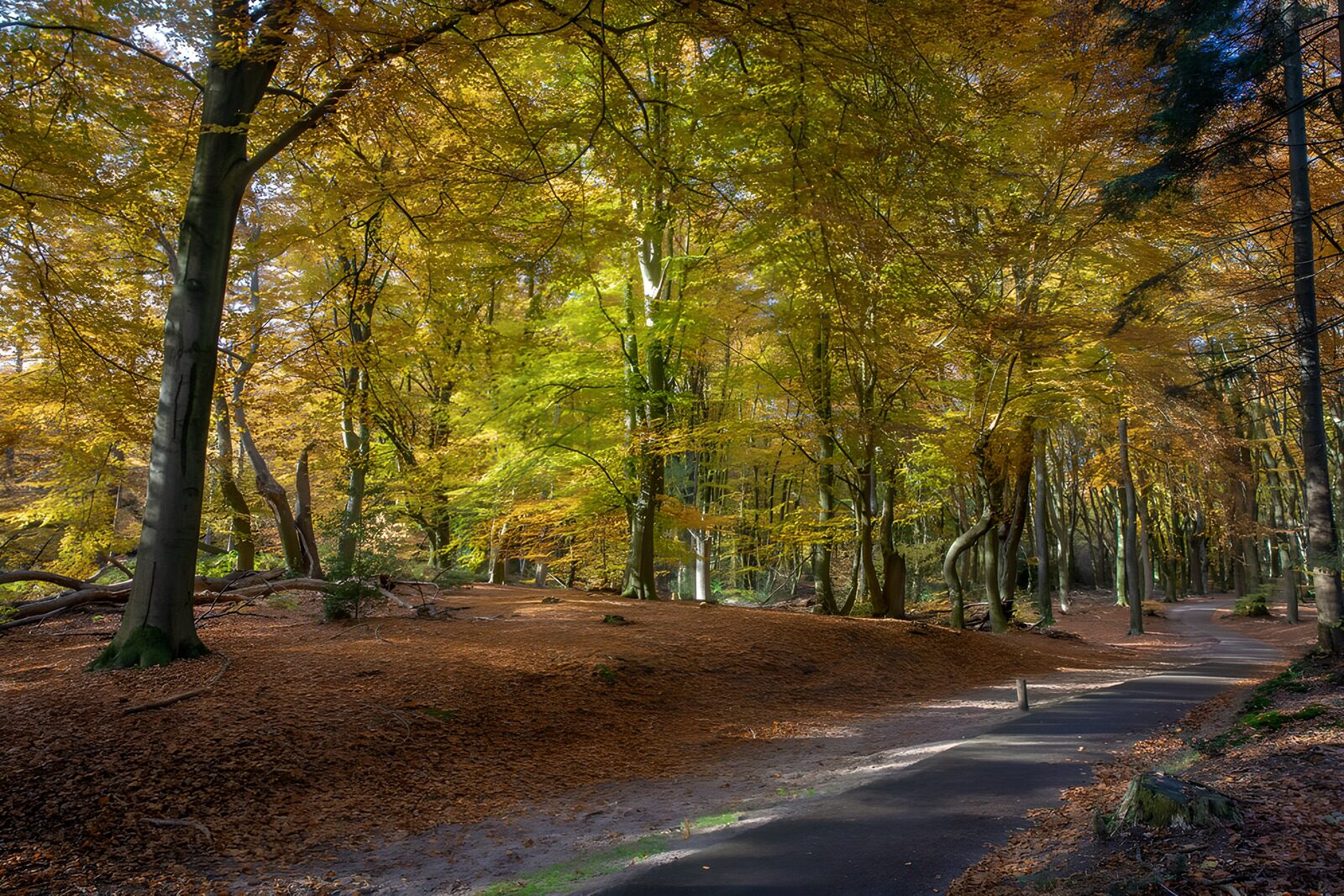 CW1445084: Herfstwandeling in het bos