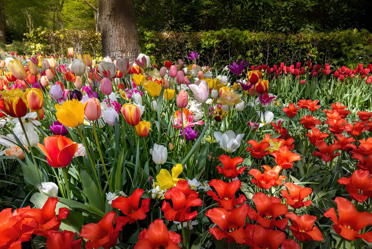 Kleurrijk tulpenbed in de lente
