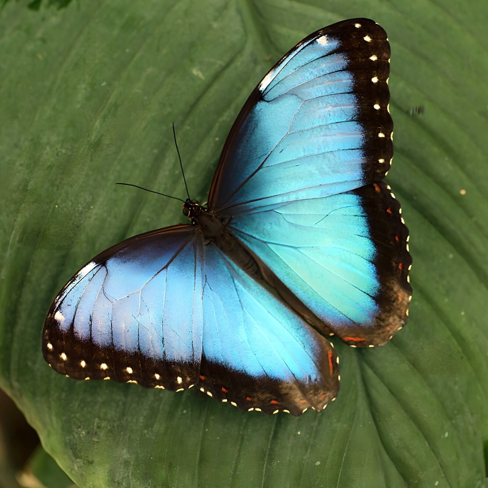 CW8474665: Stralende blauwe vlinder op blad