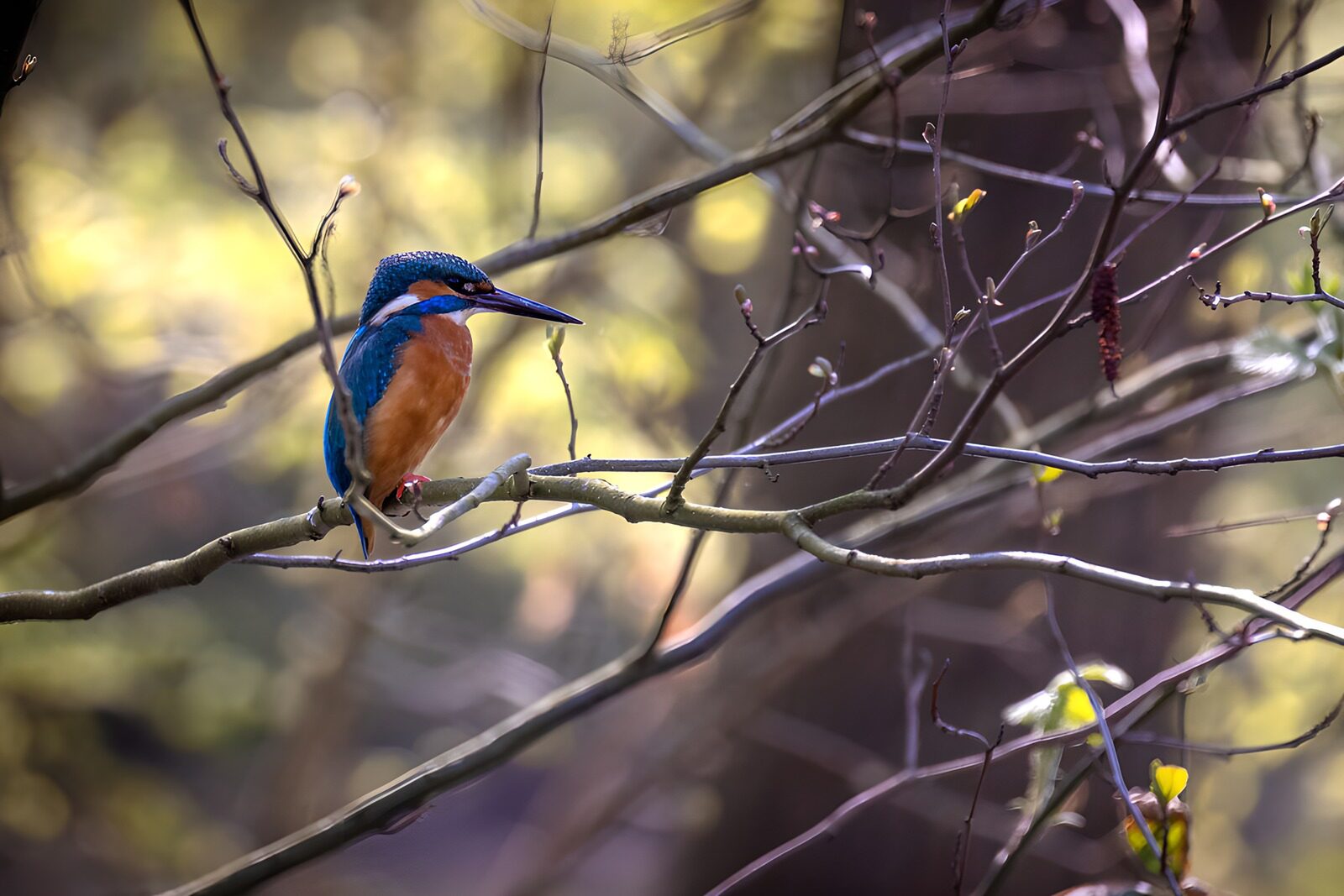 CW9010961: Blauwe ijsvogel op tak