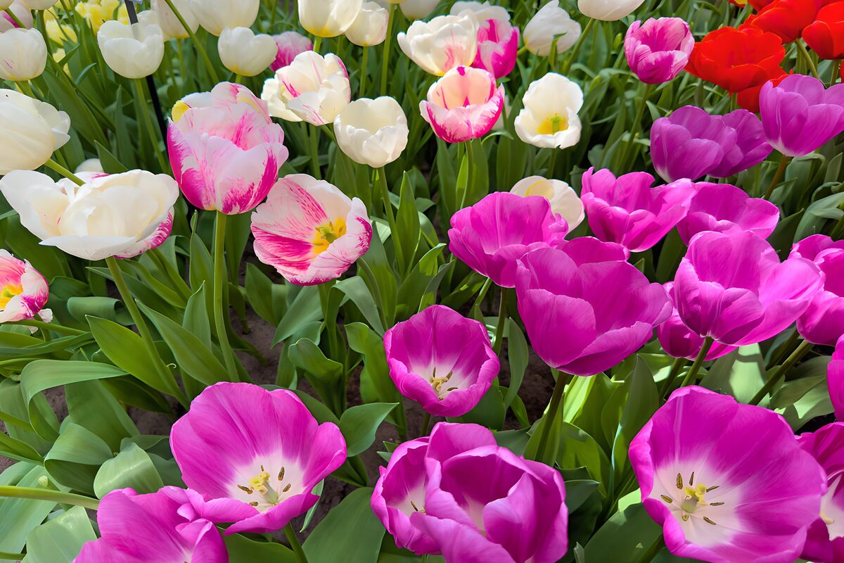 Kleurrijke tulpen in volle bloei