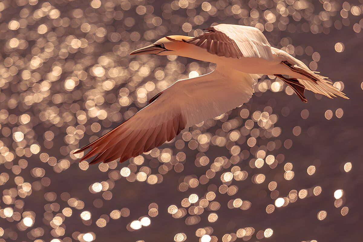 Elegante vogel boven glinsterend water