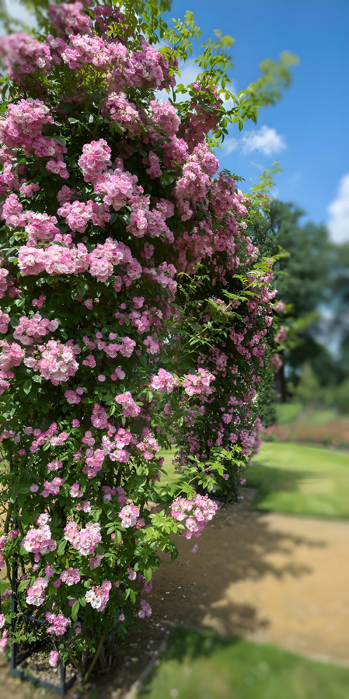 CW6265824: Bloeiende rozen in de zon