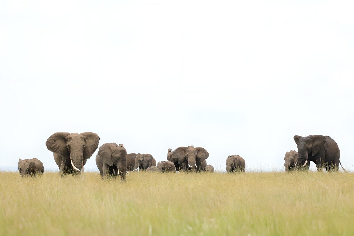 Groep olifanten in de graslanden