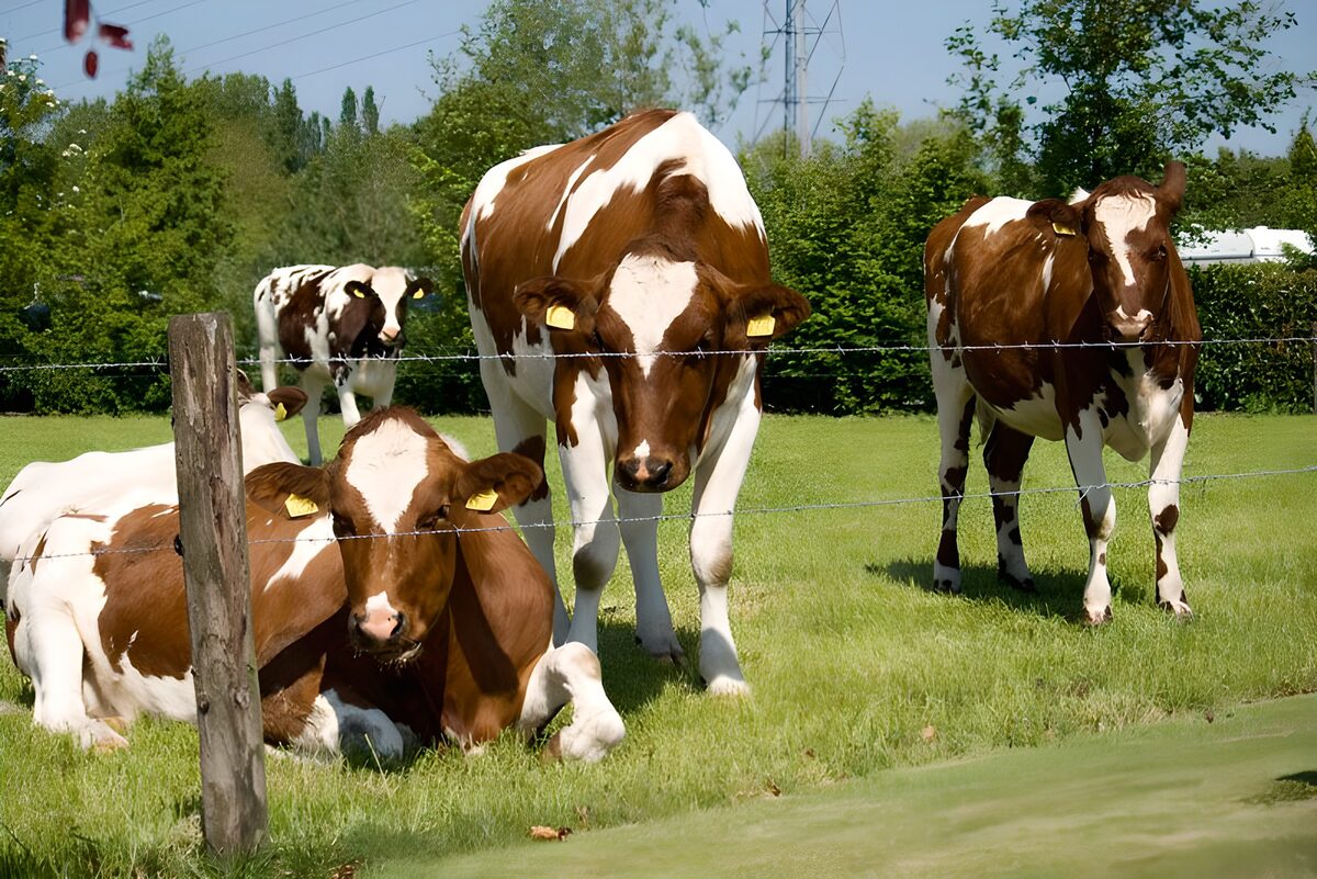 Gelukkige koeien in de wei