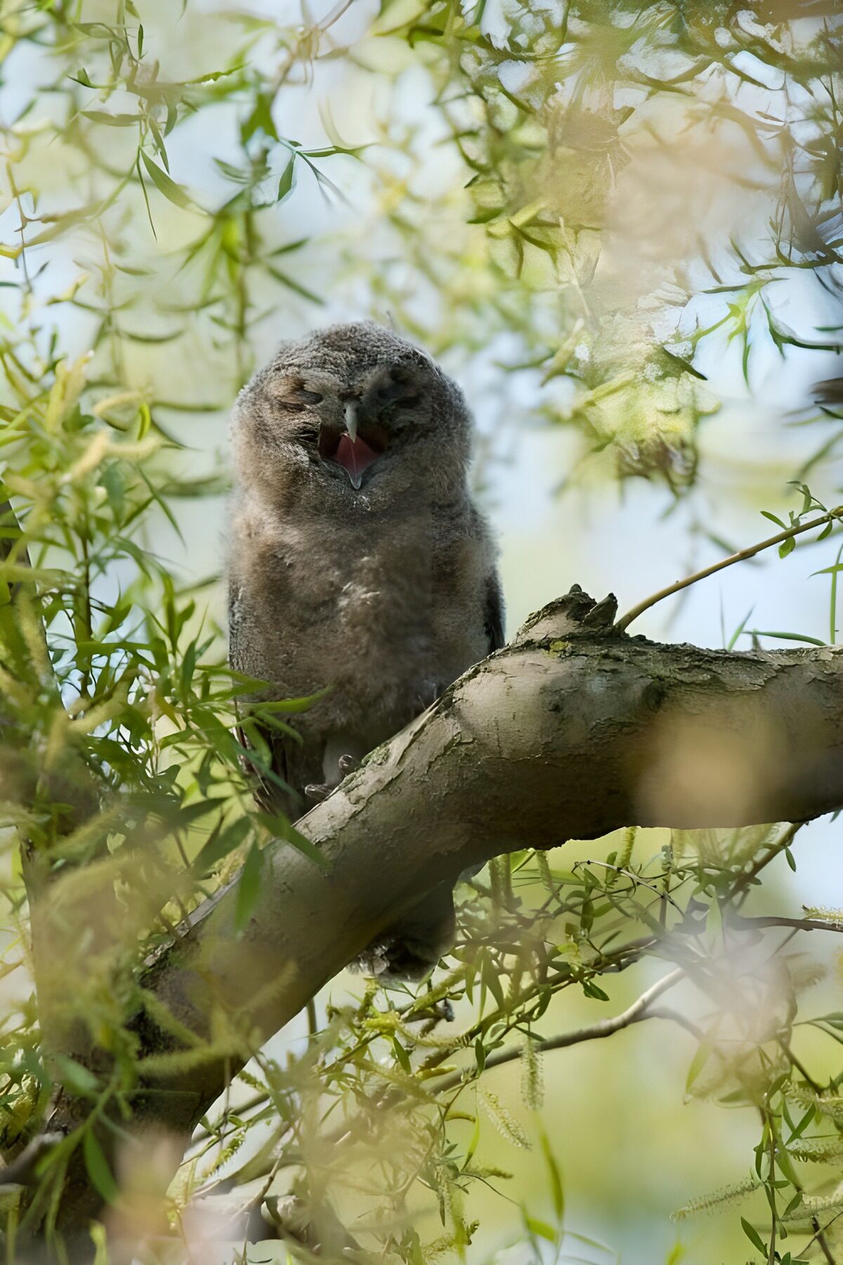 Jong uiltje op tak in de natuur