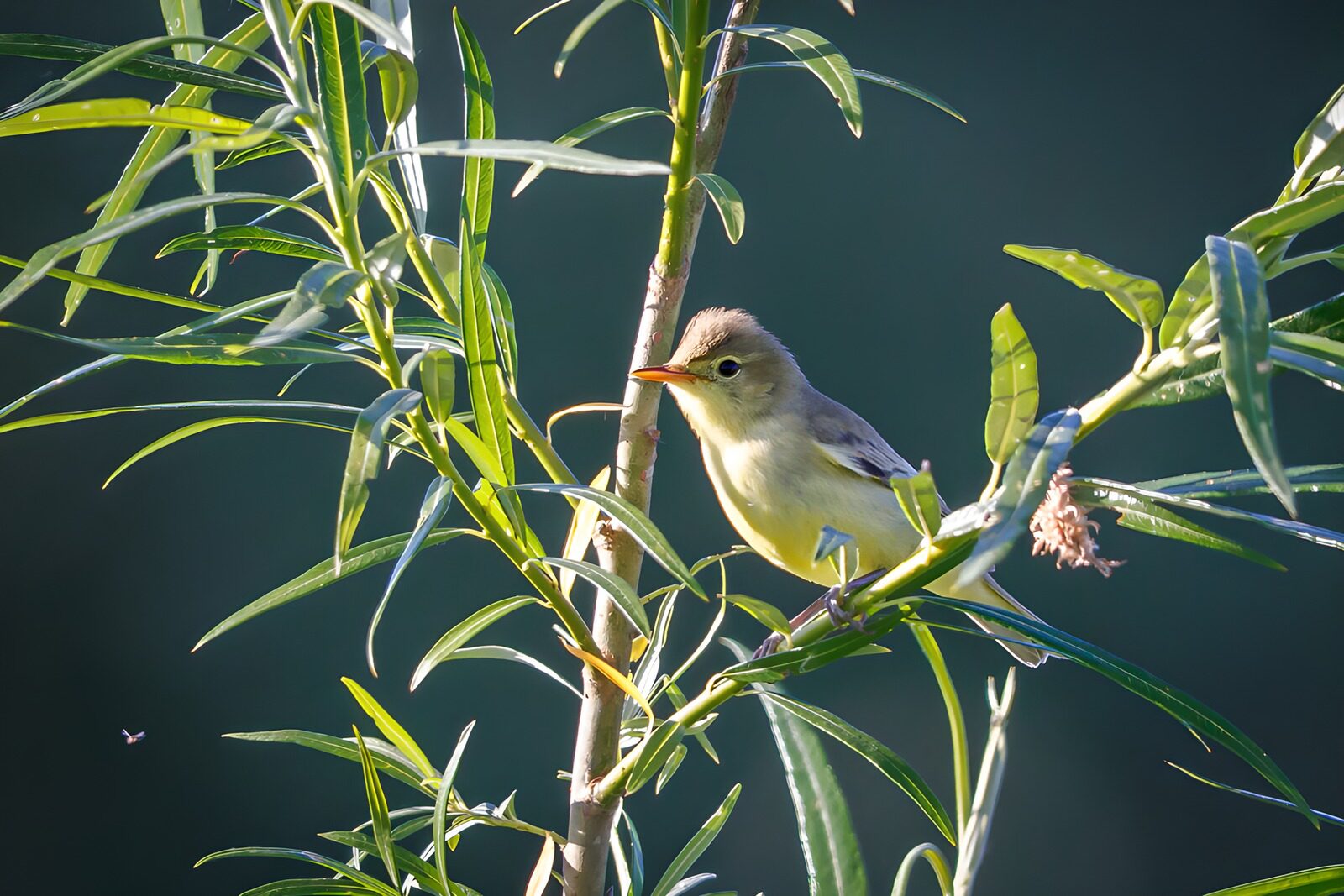CW4379602: Zangvogel op een tak