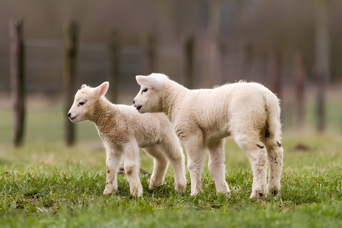 Schattige lammetjes in het gras
