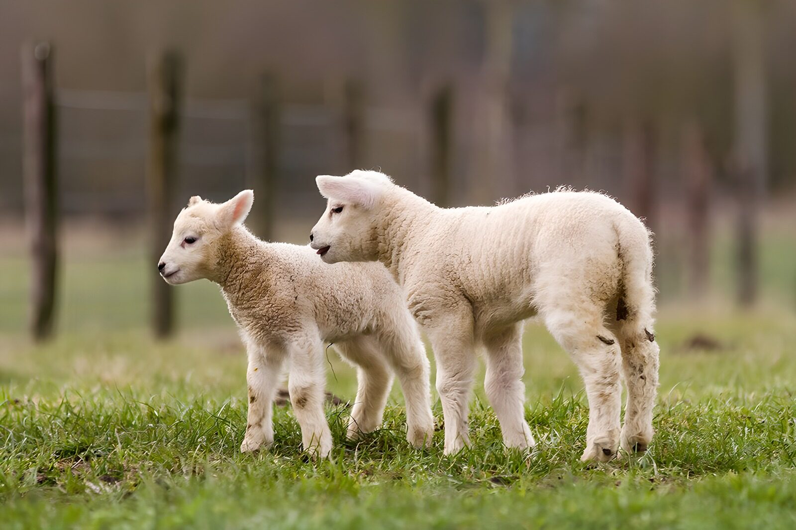 CW3506857: Schattige lammetjes in het gras