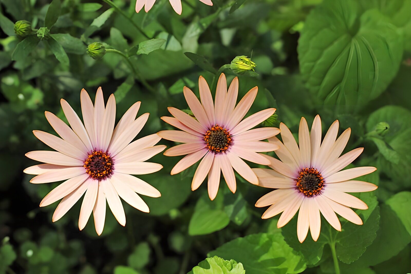 CW8722731: Prachtige roze bloemen in de natuur