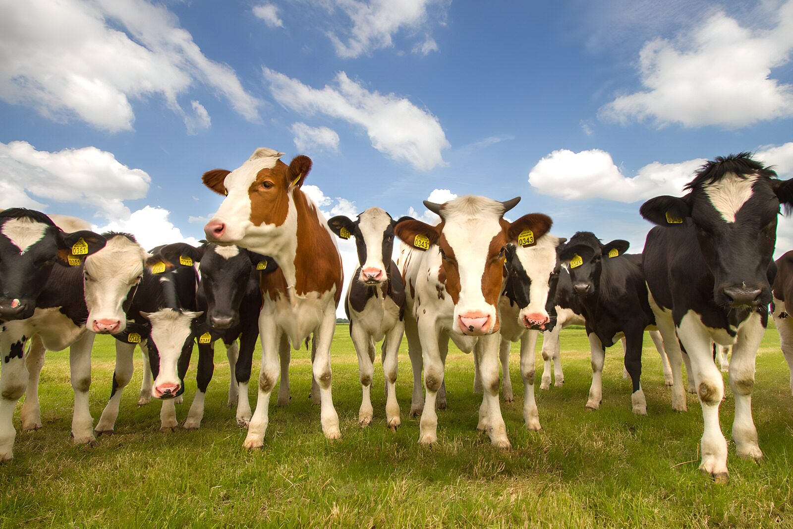 CW6337119: Groep nieuwsgierige koeien in de wei