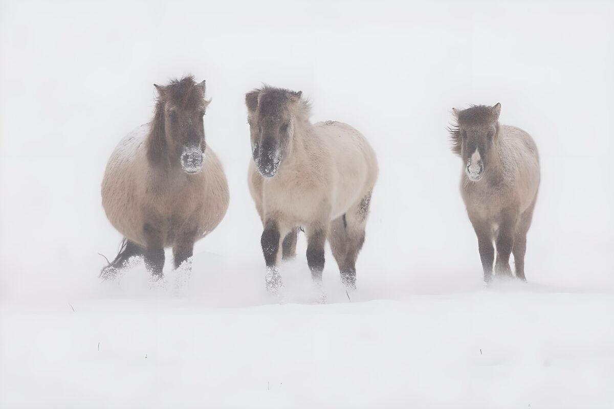 Drie paarden in een sneeuwstorm