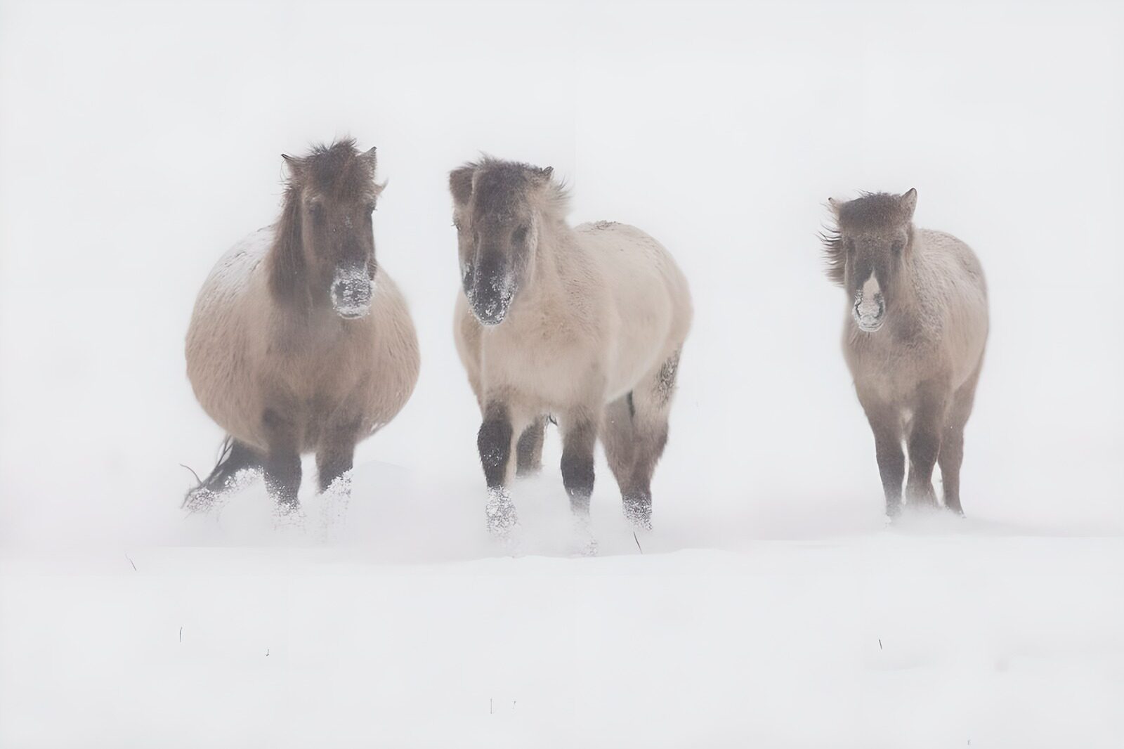 CW4798413: Drie paarden in een sneeuwstorm