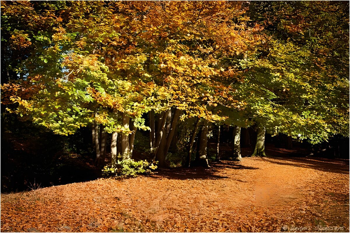Herfstwandeling in het Bos