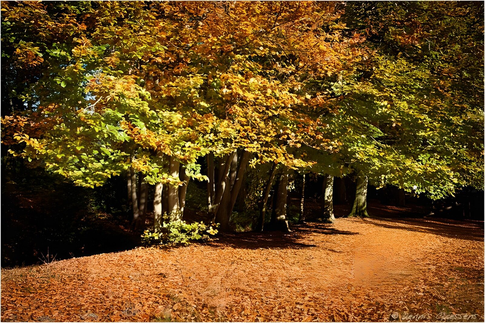 CW6663516: Herfstwandeling in het Bos