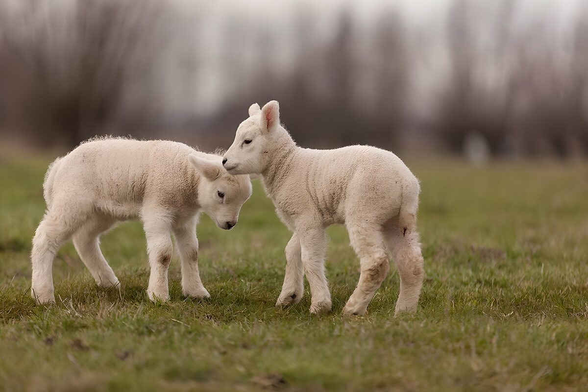 Schattige lammetjes op het gras