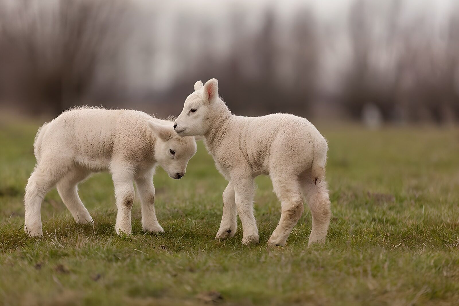 CW1558262: Schattige lammetjes op het gras
