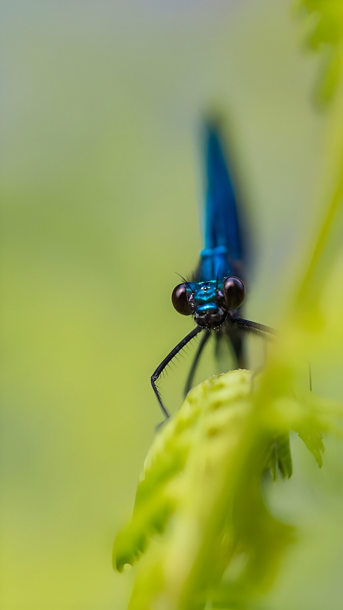 Prachtige blauwe libelle op een blad