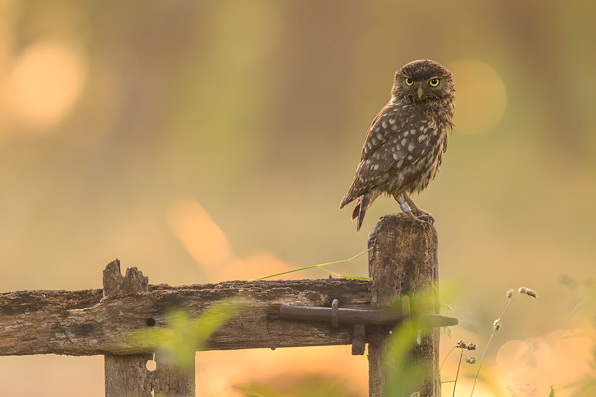 Schattige uil op een houten paal
