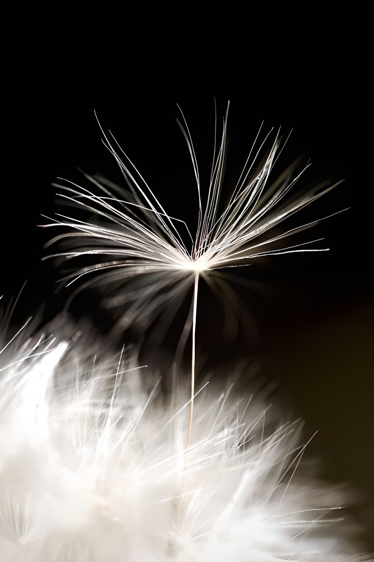 Delicate Dandelion Pluizen
