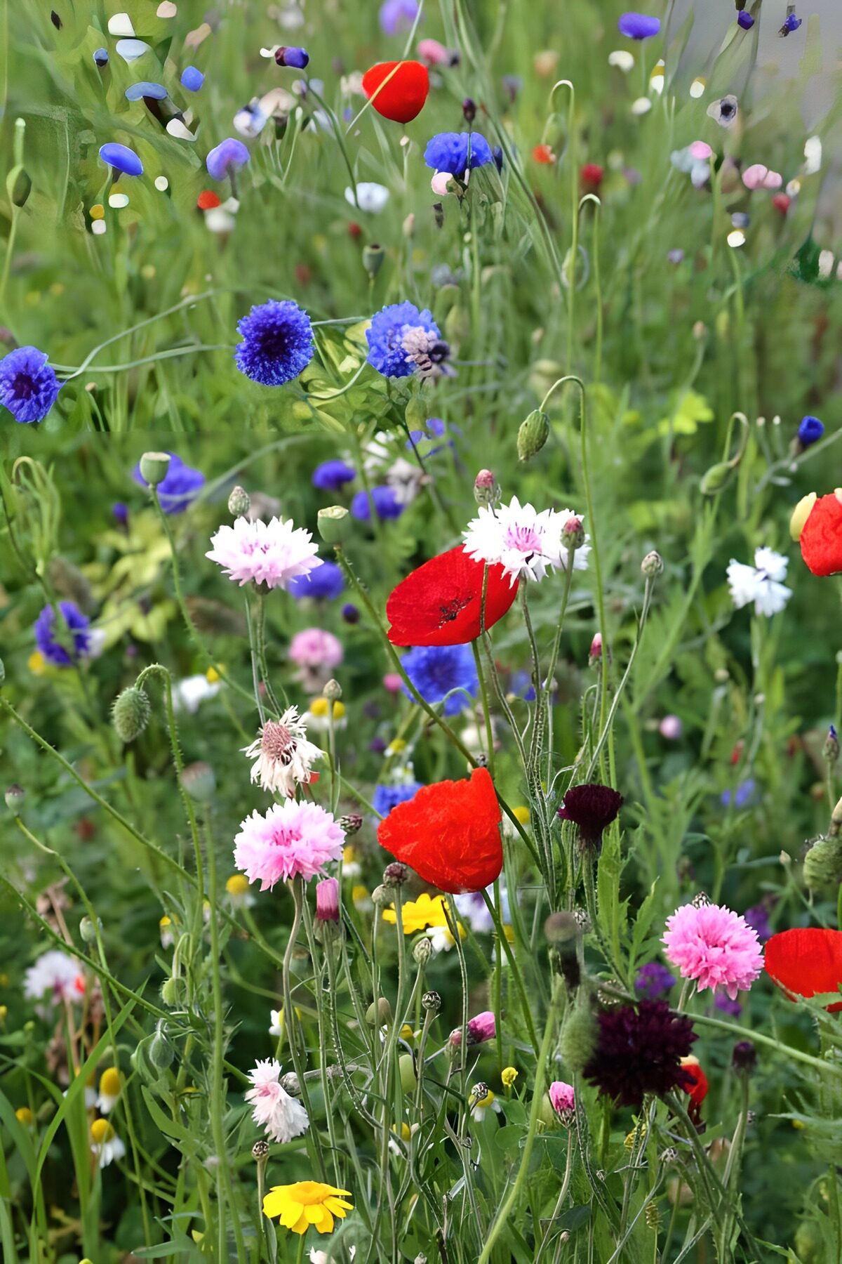 Kleurrijke bloemenweide in bloei