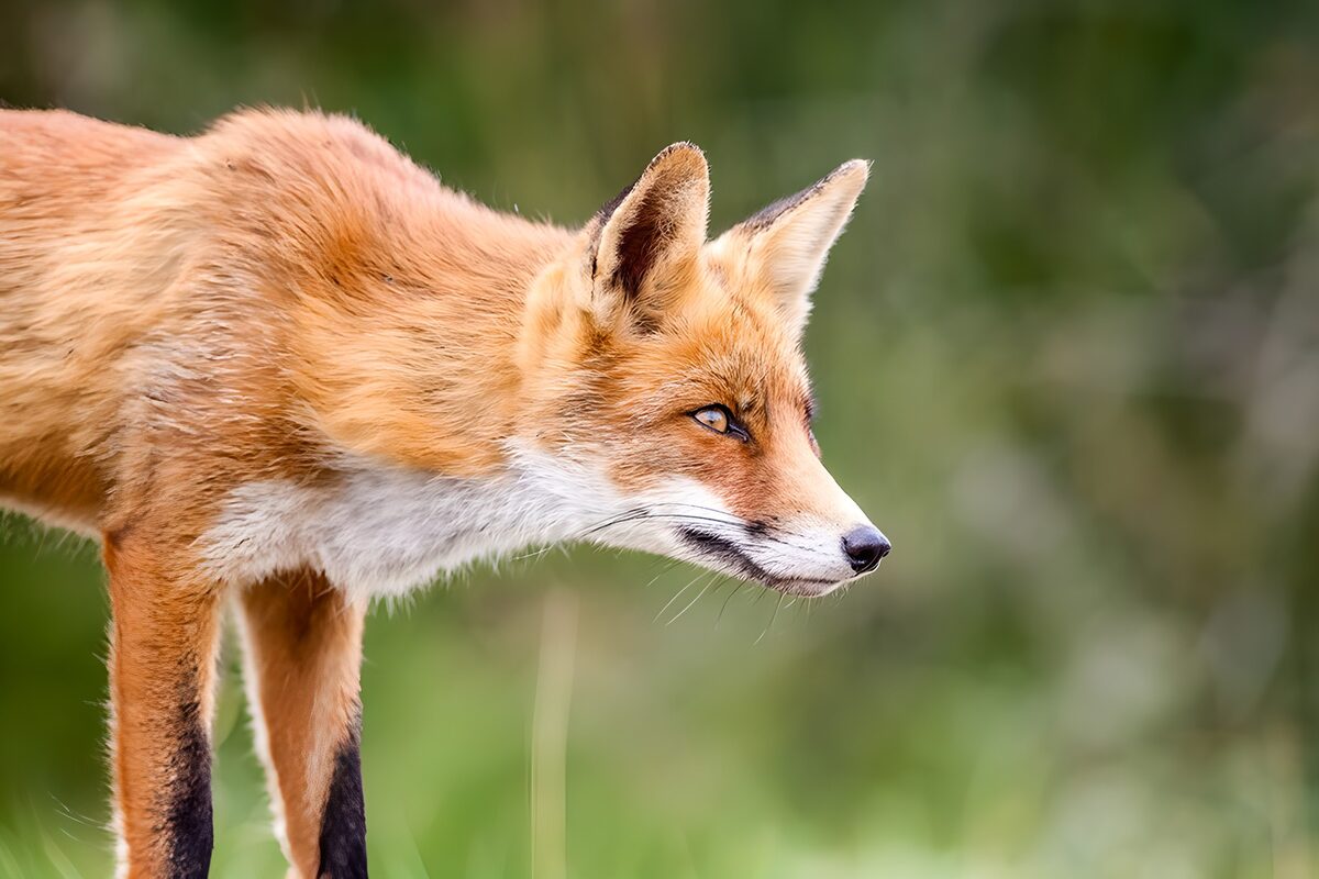 Slimme vos in de natuur