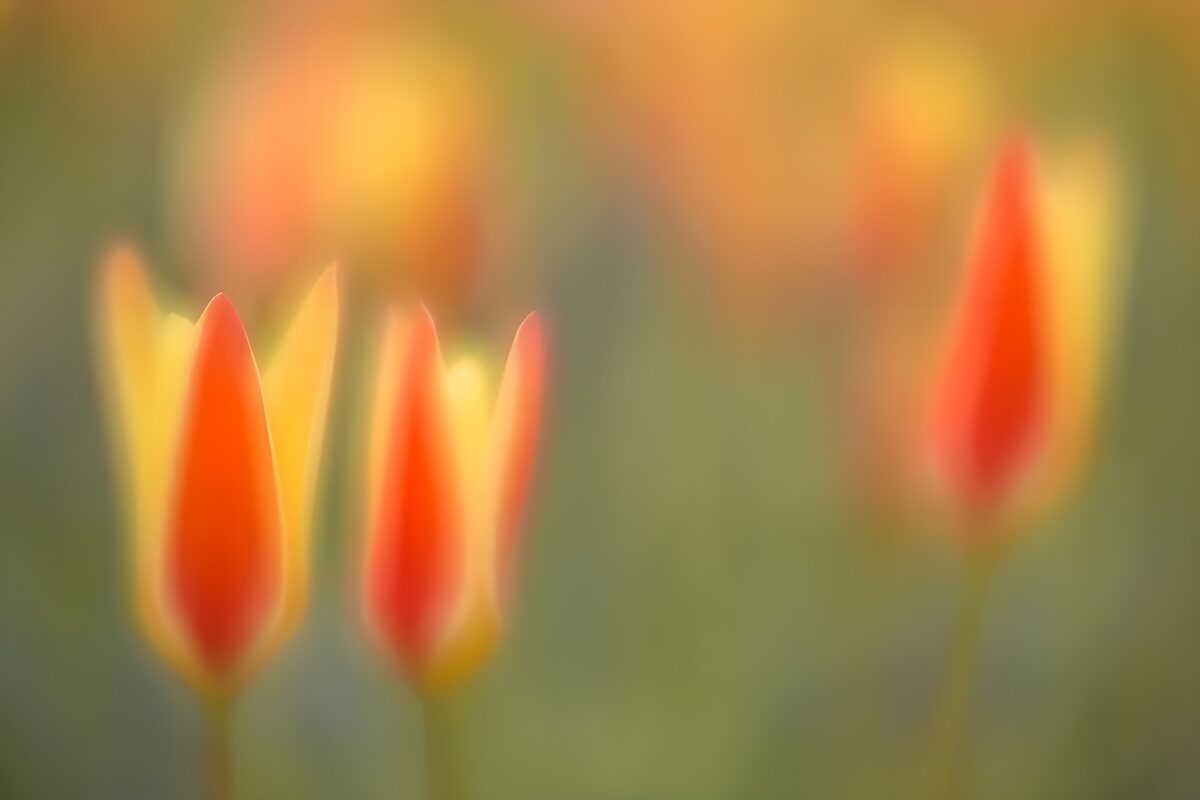 Dromerige tulpen in zachte kleuren