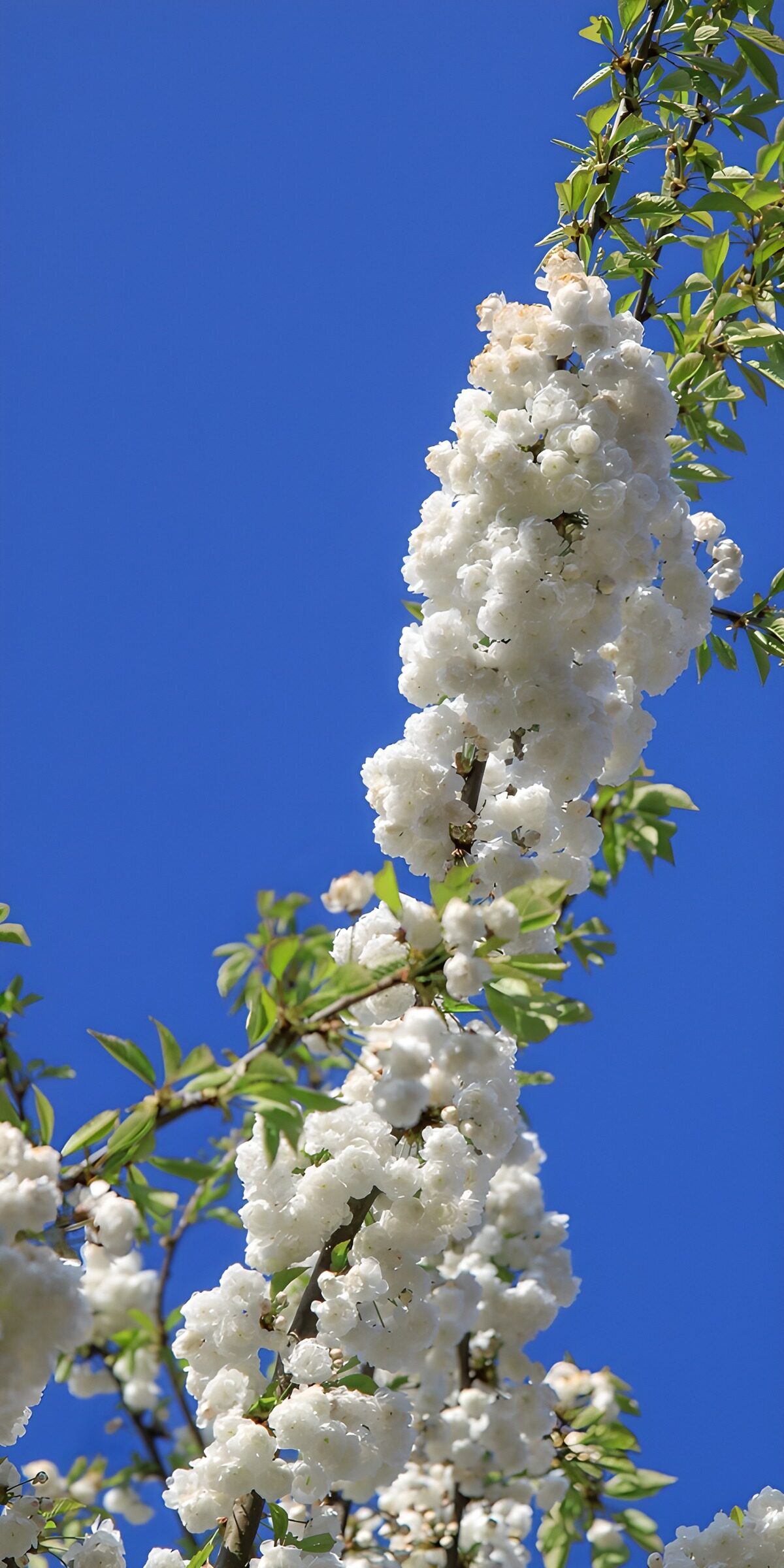 CW1027621: Witte Bloesems tegen de Heldere Lucht
