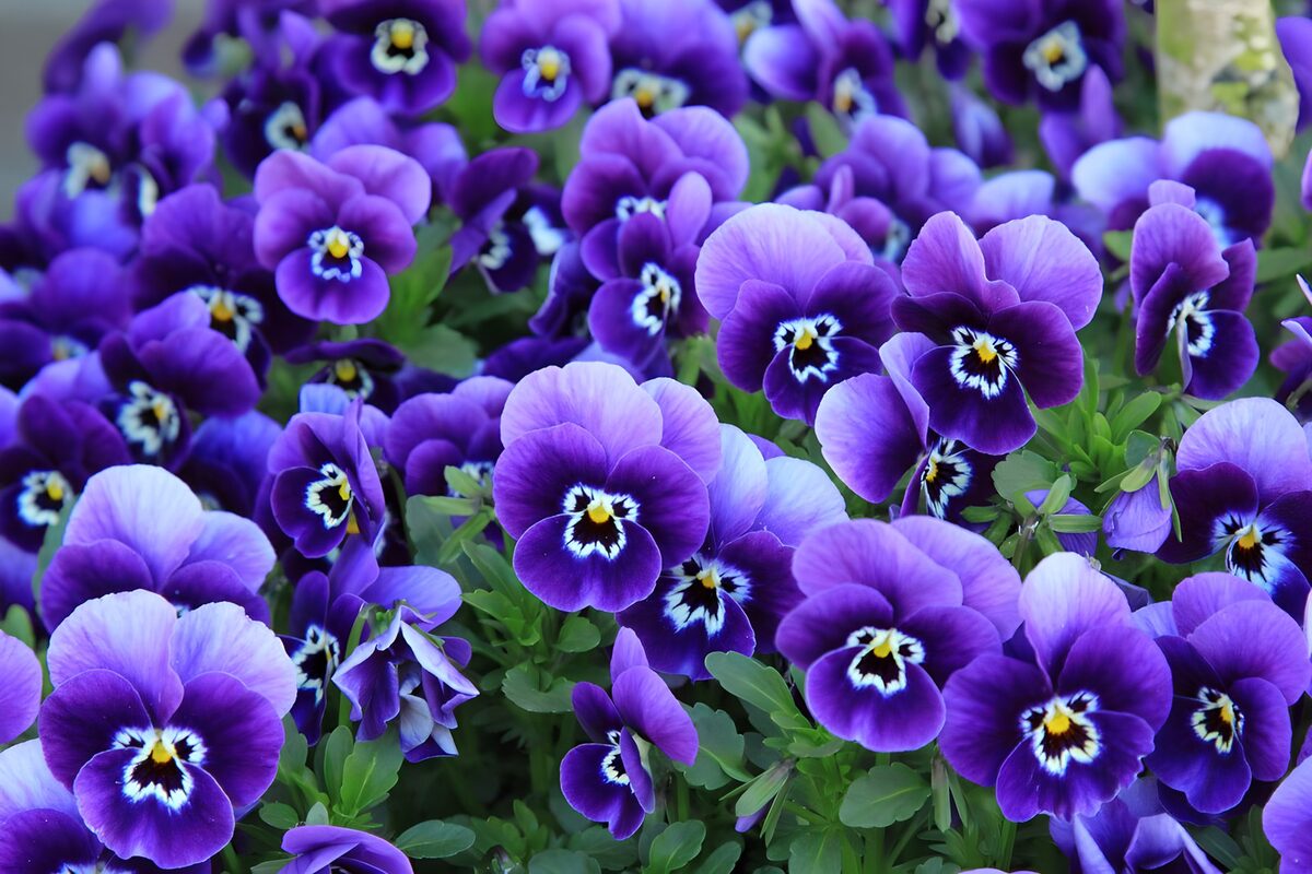 Prachtige paarse viooltjes in bloei