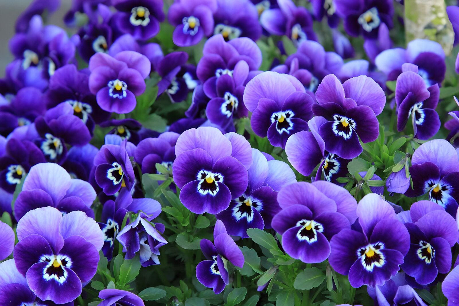 CW9795937: Prachtige paarse viooltjes in bloei
