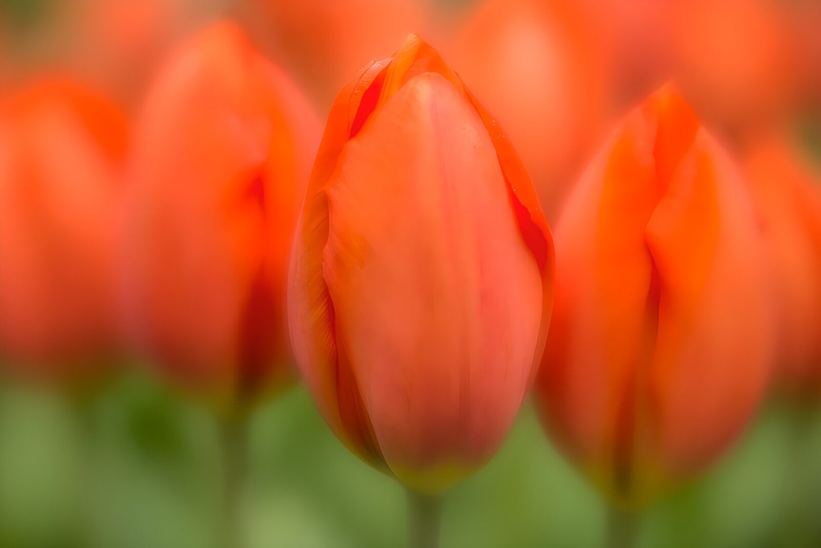 CW3716793: Prachtige oranje tulpen in bloei
