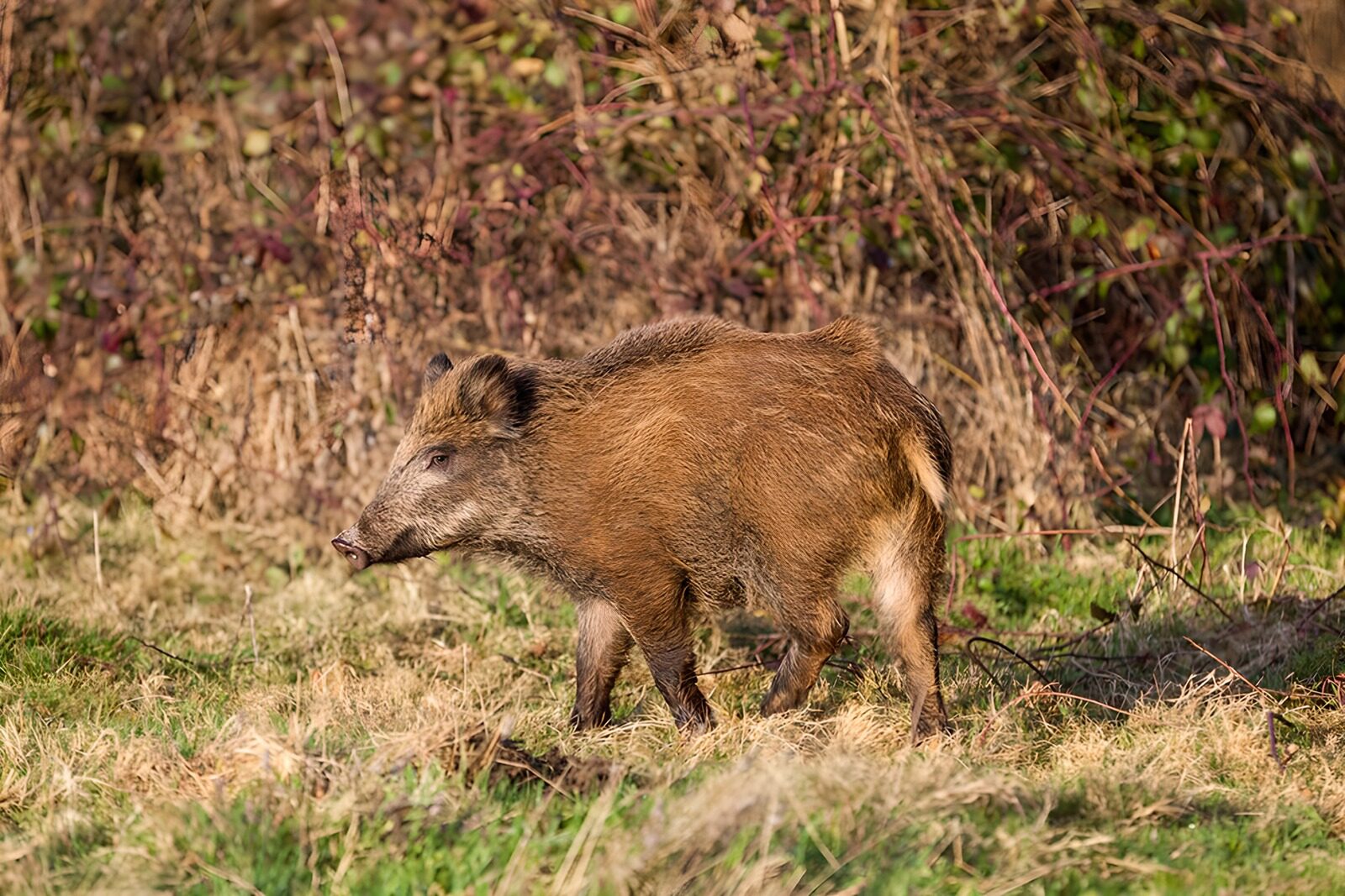 CW4760603: Wild zwijn in natuurlijk habitat