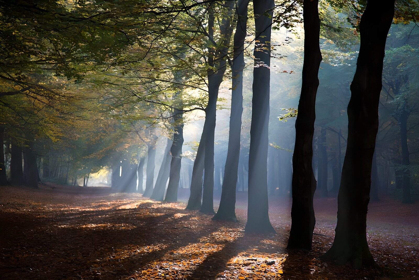 CW3278276: Mystieke lichtstralen in het bos