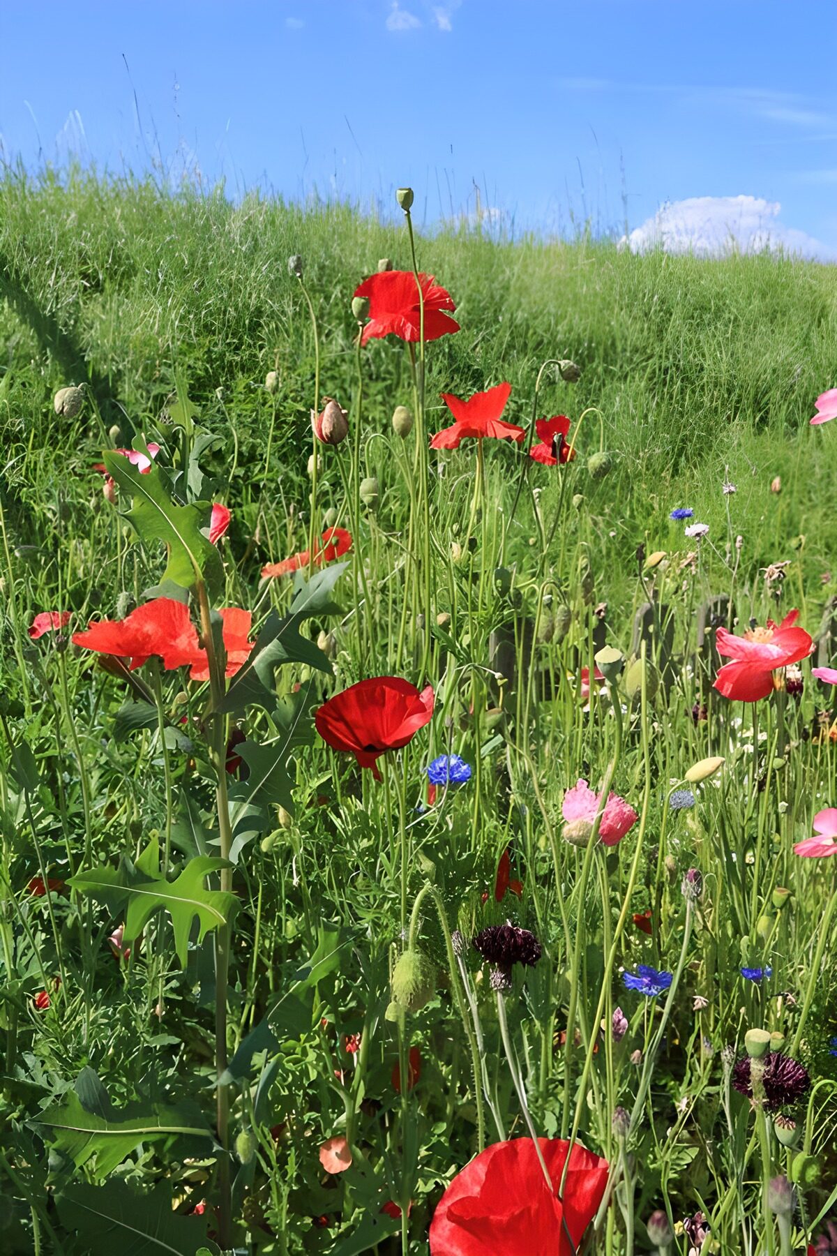Kleurige Velden met Rode Papavers