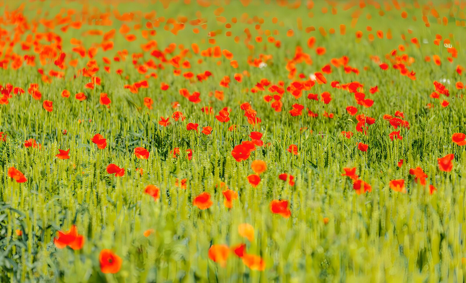 CW7453705: Prachtig Veld van Rode Klaprozen