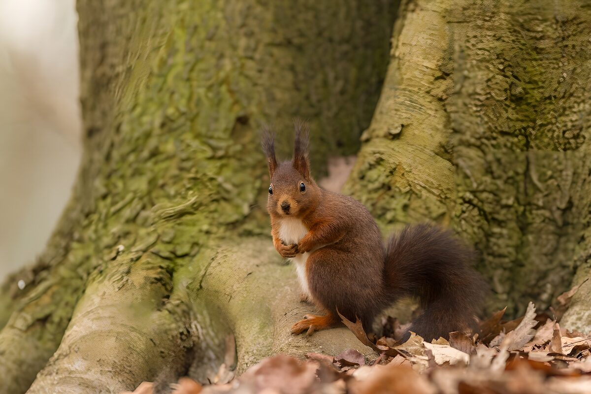 Schattig eekhoorntje in het bos