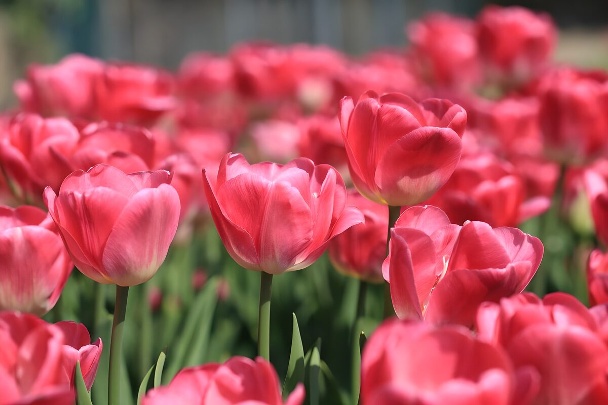 Gouden Lente met Roze Tulpen