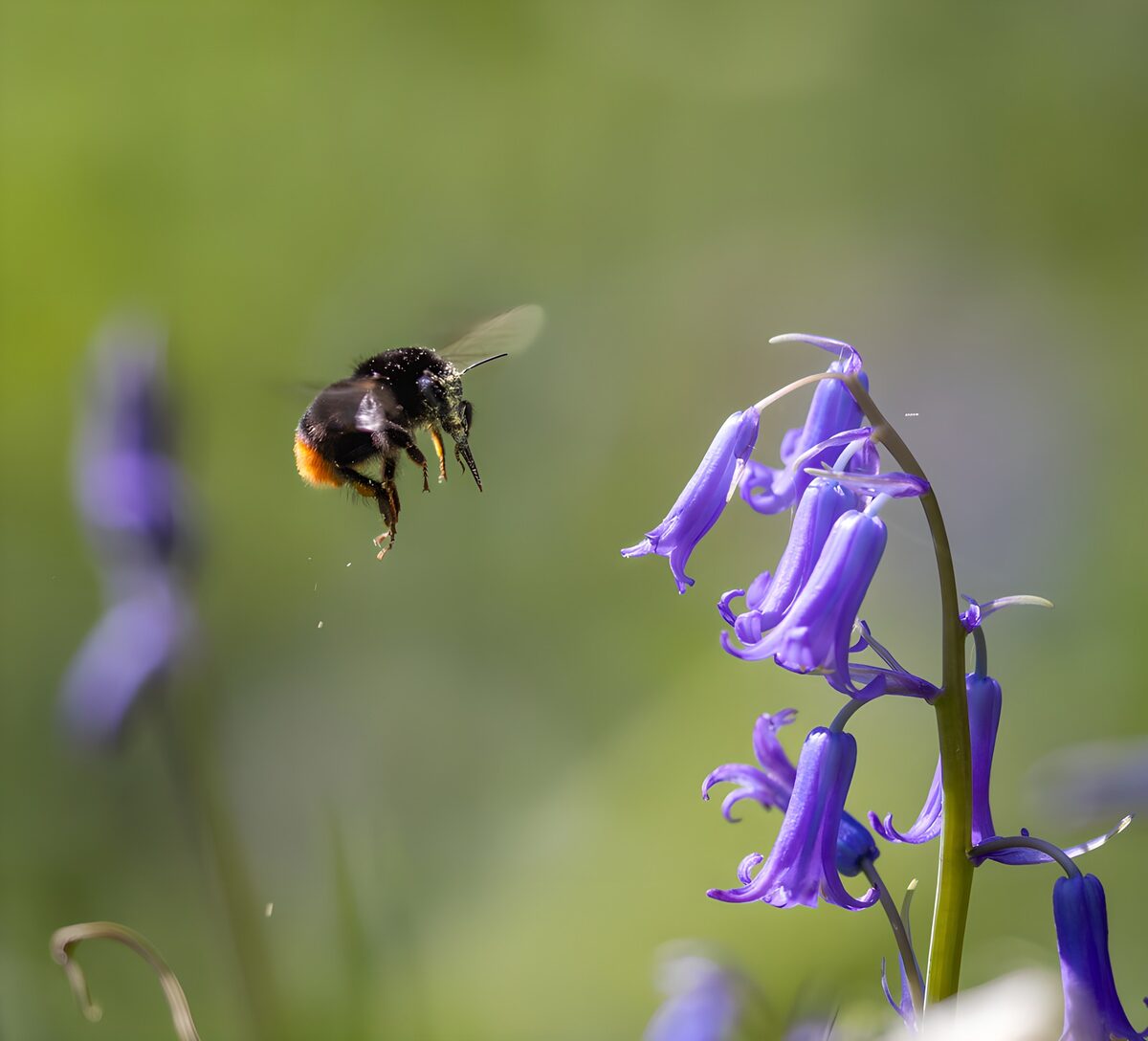 Een bij in de lucht boven blauwe bloeien