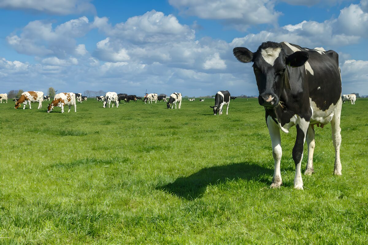 Gelukkige koeien op een groene wei